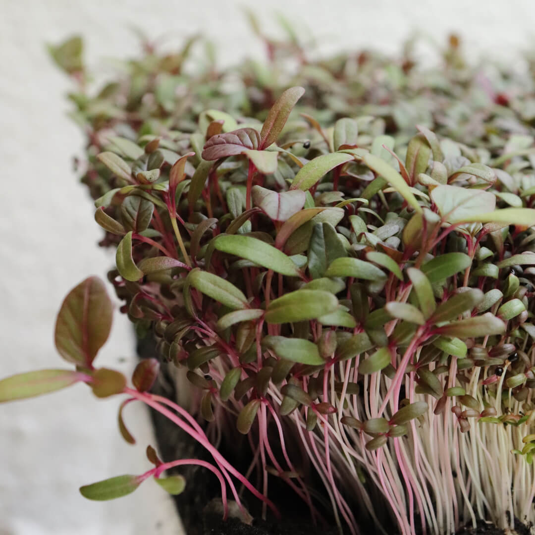 Amaranth