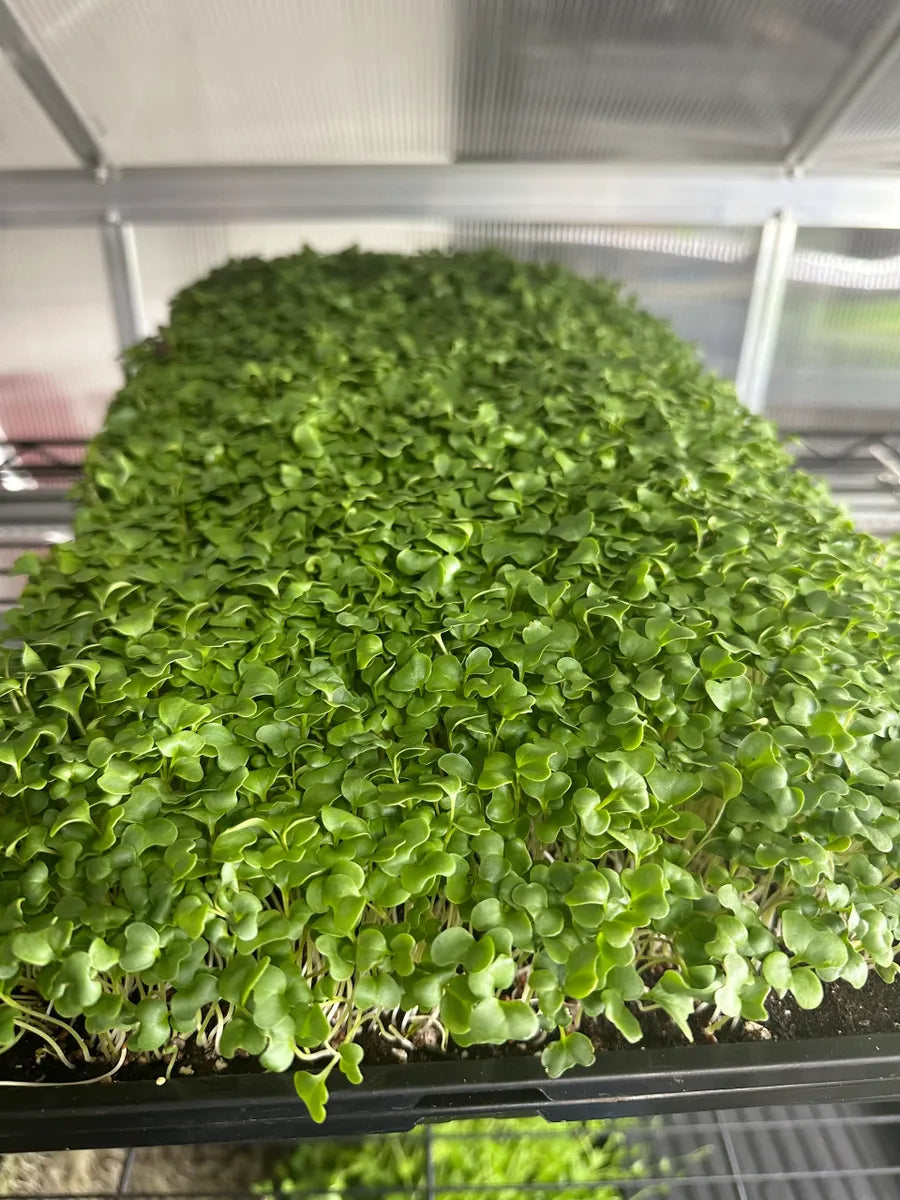 Broccoli
