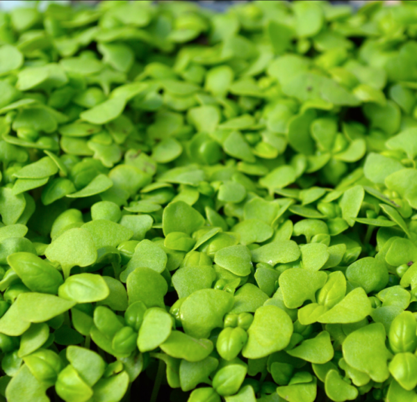 Genovese Basil