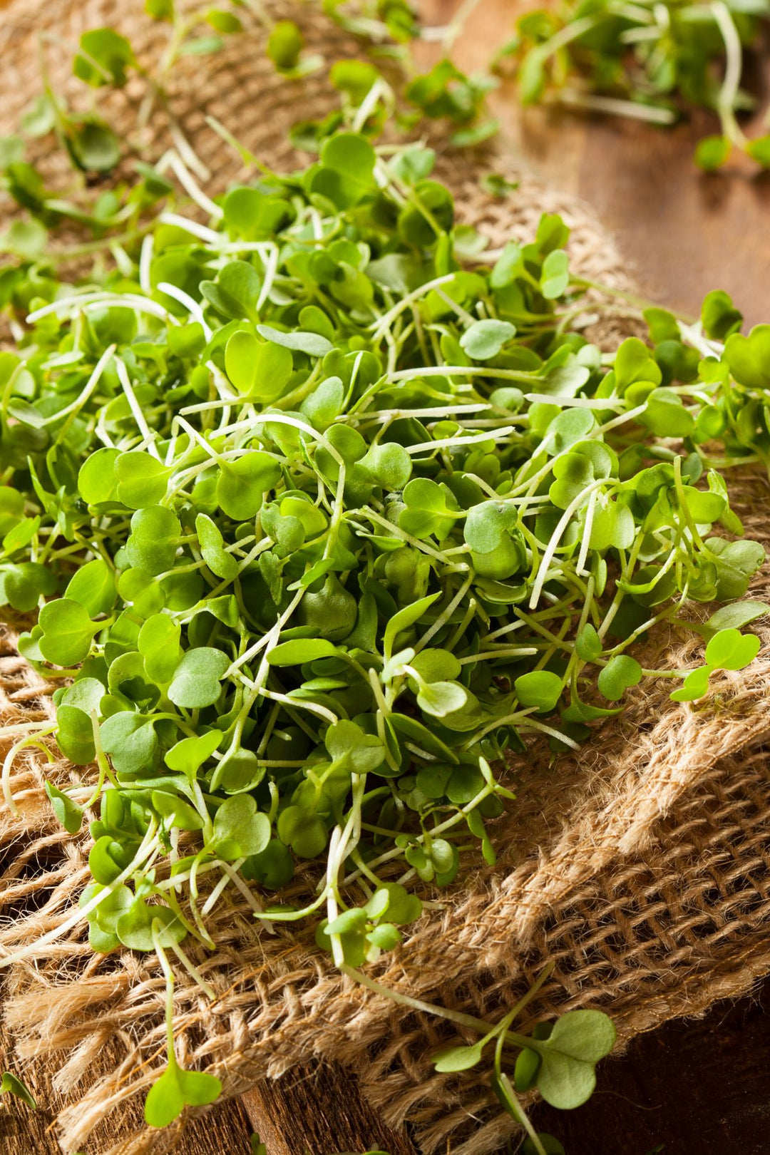 Lemon Balm